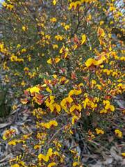 Bossiaea rhombifolia