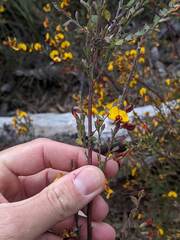 Bossiaea rhombifolia