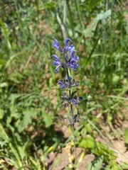 Salvia dumetorum