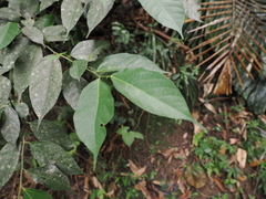 Ficus irisana