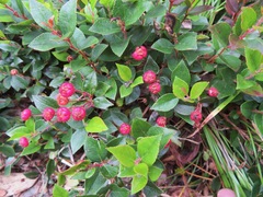 Gaultheria adenothrix
