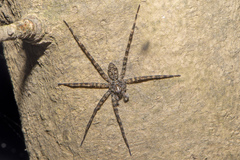 Pisauridae
