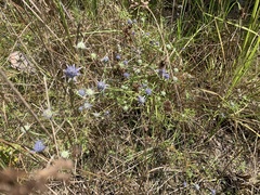 Eryngium integrifolium