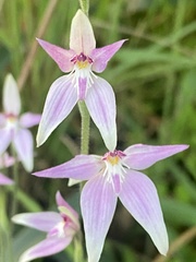 Caladenia latifolia