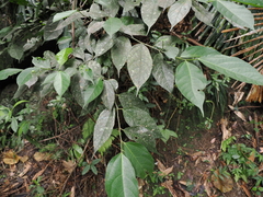 Ficus irisana