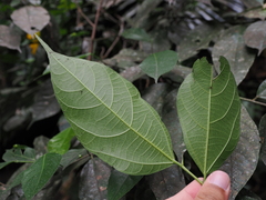 Ficus irisana