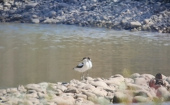 Recurvirostra avosetta