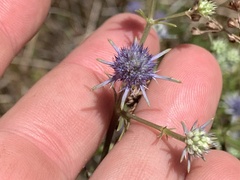 Eryngium integrifolium