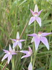 Caladenia latifolia