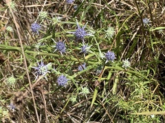 Eryngium integrifolium