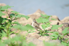 Lullula arborea