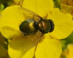 Lucilia