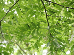 Sapindus mukorossi