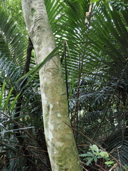 Sapindus mukorossi