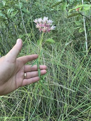 Asclepias rubra