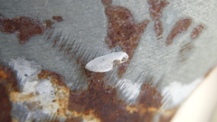 Cilix hispanica
