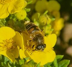 Eristalis tenax