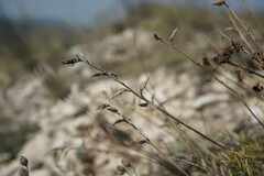 Astragalus tenuifolius