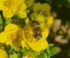 Eristalis tenax
