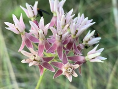 Asclepias rubra