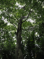 Sapindus mukorossi