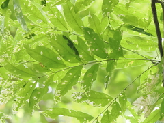 Sapindus mukorossi