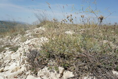 Astragalus tenuifolius