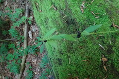 Cardamine bulbifera