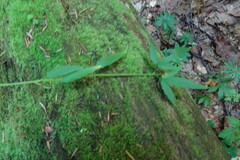 Cardamine bulbifera