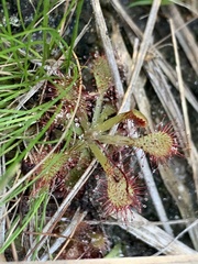 Drosera capillaris