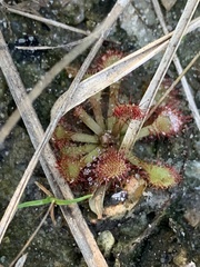 Drosera capillaris