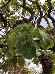 Caryocar brasiliense