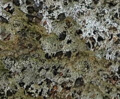 Lecanoromycetes