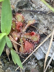 Drosera capillaris