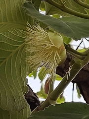 Caryocar brasiliense