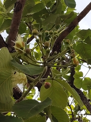 Caryocar brasiliense