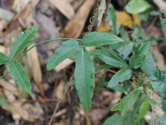 Tetrastigma formosanum