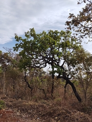 Caryocar brasiliense