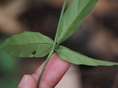 Tetrastigma formosanum