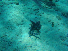 Porites porites