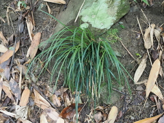Ophiopogoneae