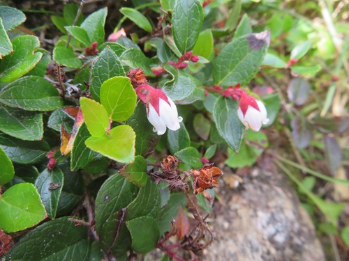 Gaultheria adenothrix, photograph 6