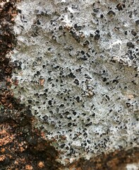 Lecanoromycetes
