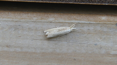 Calamotropha paludella