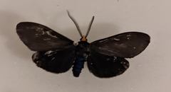 Ctenucha virginica