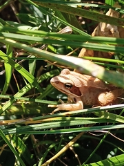 Rana