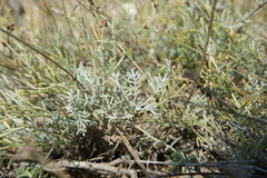 Astragalus tenuifolius