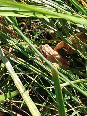 Rana