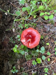Russula sanguinea