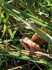 Rana